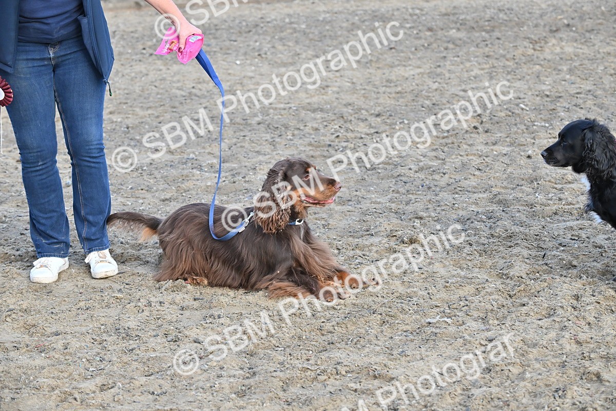 SBM_09511 - Lorry Dogs