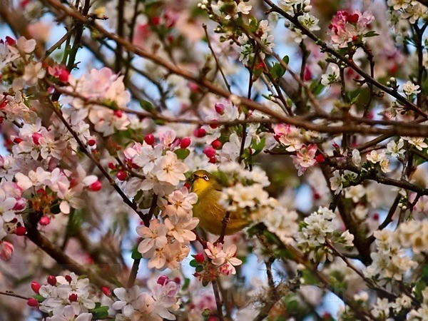 The Cape White Eye In The Tree - NEW GALLERY AS A SOUTH AFRICAN RESIDENT