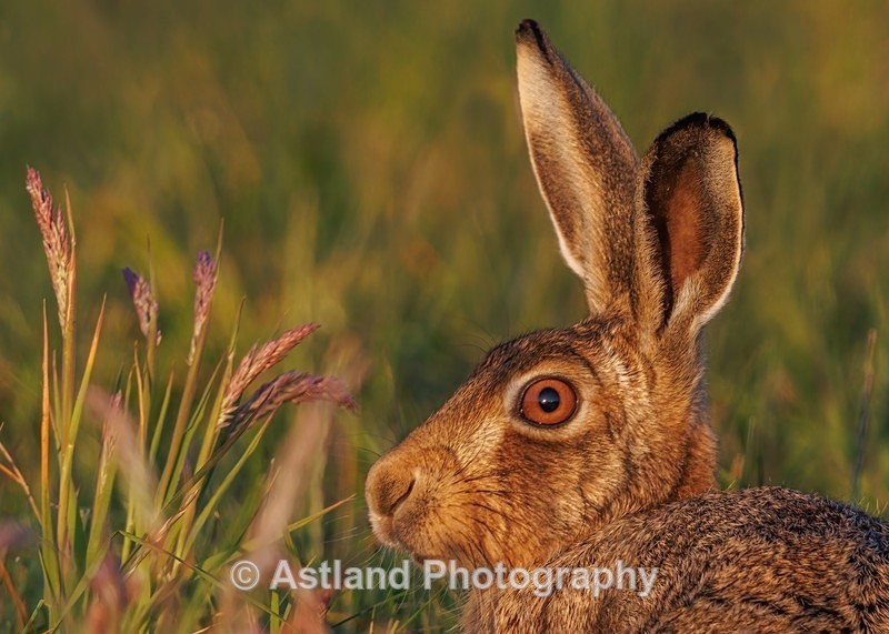 Brown Hare - Latest Images