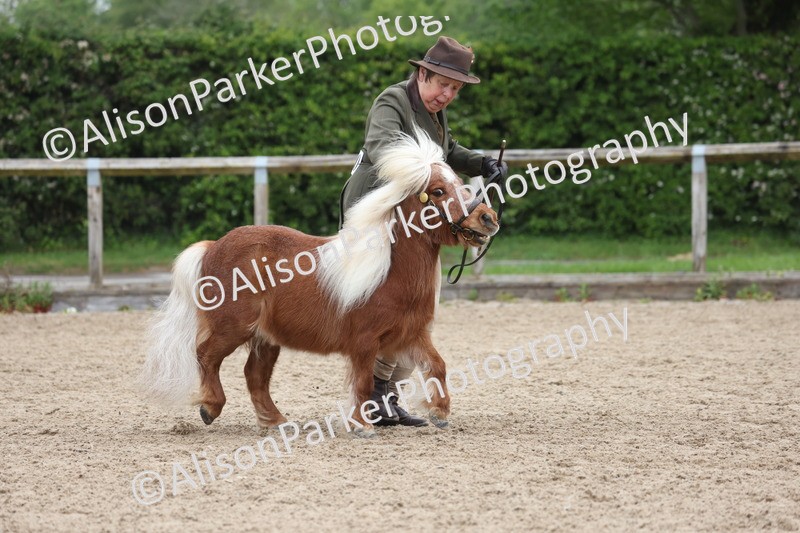 20260504-0495 - Class 4 - Minitures and Shetlands