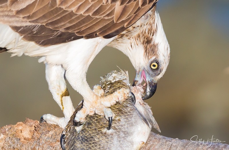 Osprey with Luderick 7