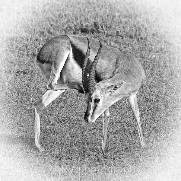 Itchy Ear... - SAFARI - KENYA