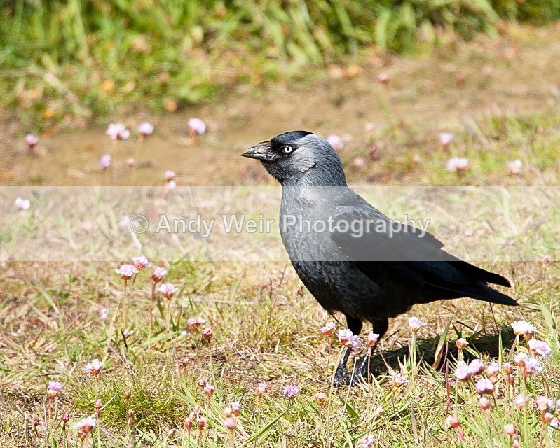 20090524-074 - Jackdaw