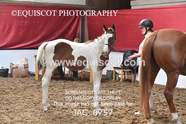 JAC_6757 - 15 Ziggy of Westoak