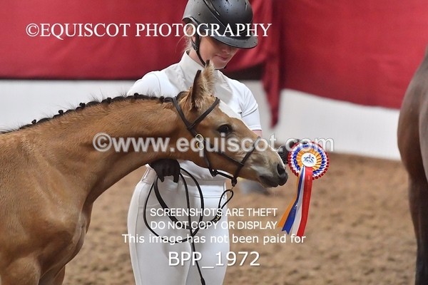 BPP_1972 - AFTERNOON 12.30 - 3.30PM