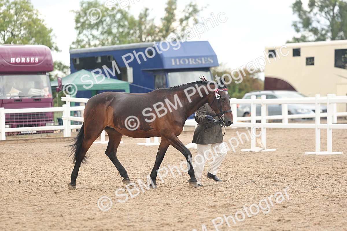 SBM_07860 - Class 27 - IH Competition Horse/Pony