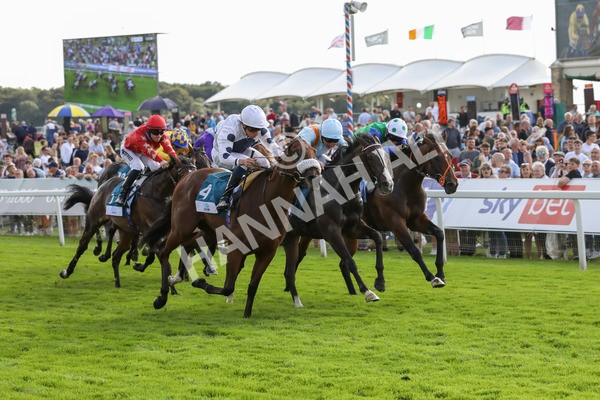 240823-Race 6-Gushing Gold-5475 - Race 6 4.45pm Or8Wellness EBF Stallions Nursery Handicap