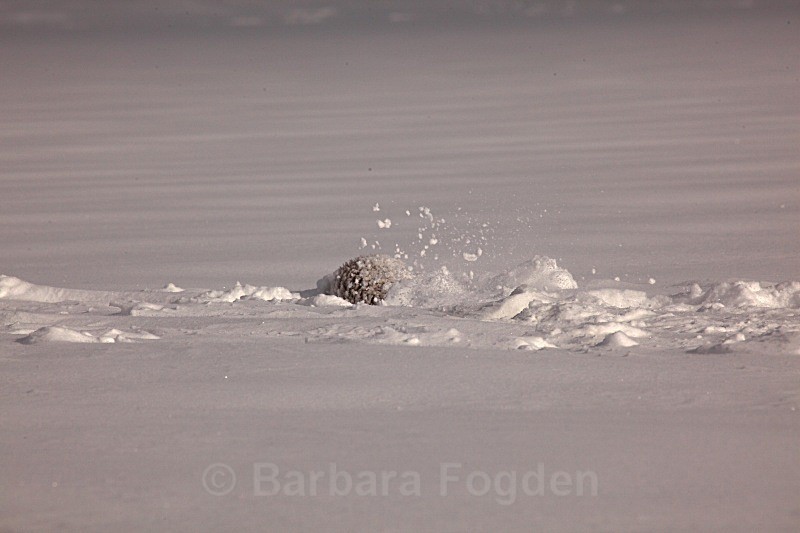 The first fresh snow 0960 - First 6 weeks of a seal pup's life
