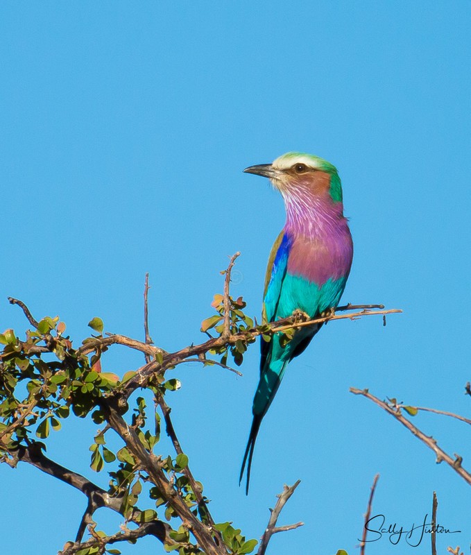 Lilac-breasted Roller 2