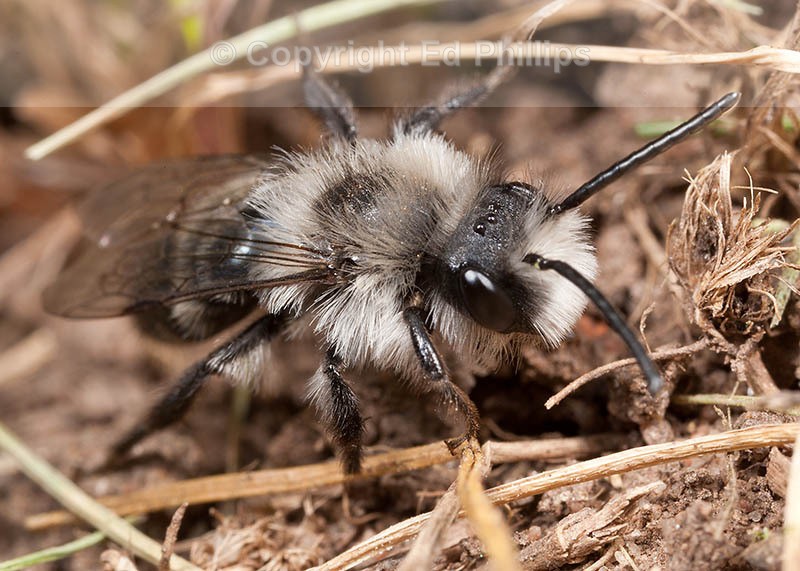Andrena cineraria (m)