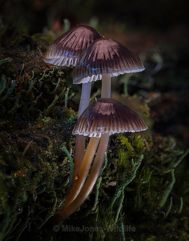 Fungi, Cholmondeley castle - AUTUMN 2025 FUNGI/MUSHROOMS