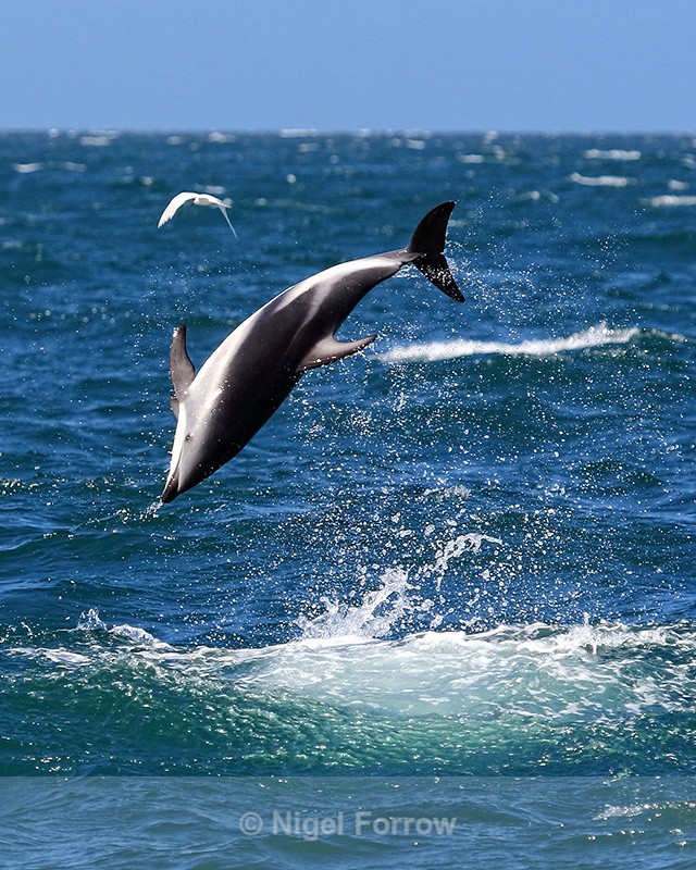 Dusky Dolphin performs spectacular somersault, Kaikoura, New Zealand - Dolphin