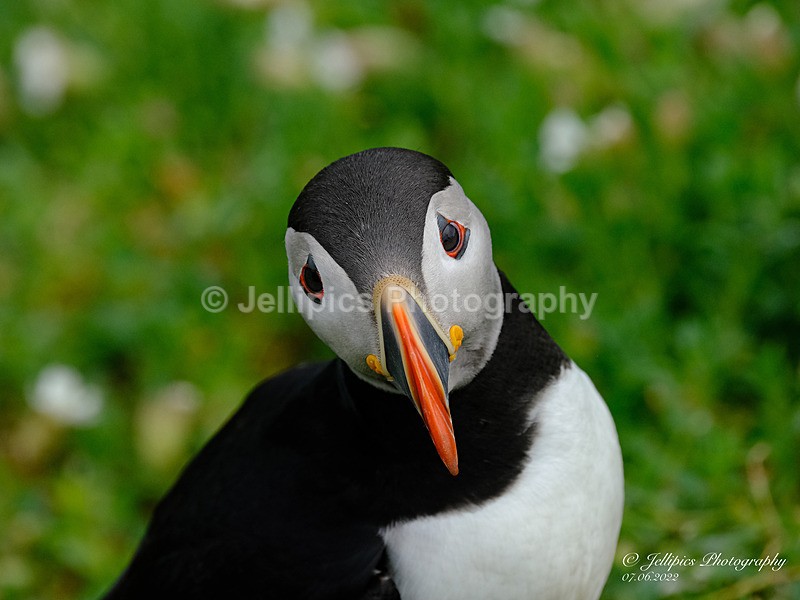  - Wildlife and Nature