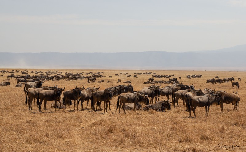 Wildebeest Herd