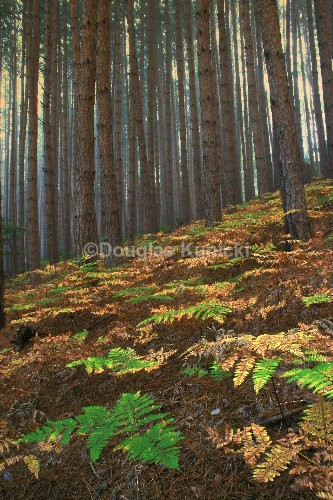 Kelly Pines - Allegheny National Forest