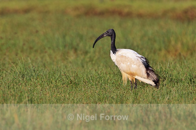 Sacred Ibis in grass by the lake - Sacred Ibis