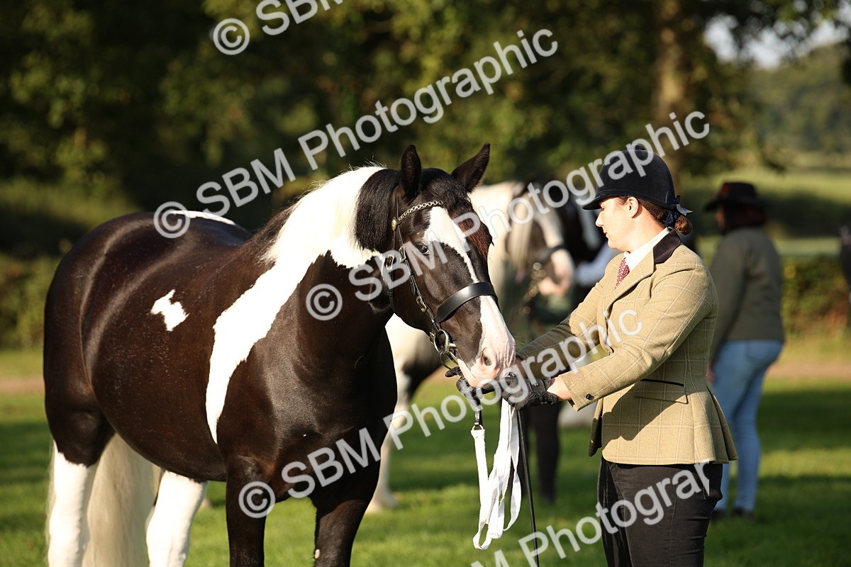 SBM_58720 - S51 - Piebald & Skewbald Horse In Hand