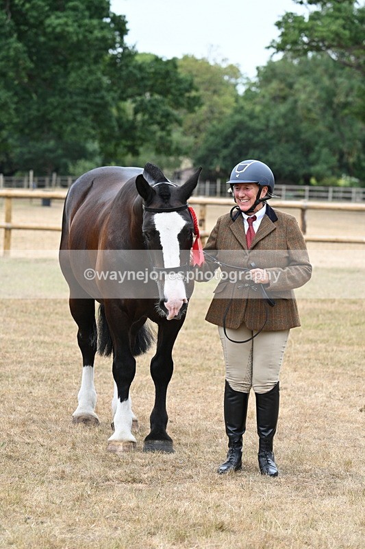 WJ7_0195 - Class 5a Most Handsome Gelding (above 14.2hh)