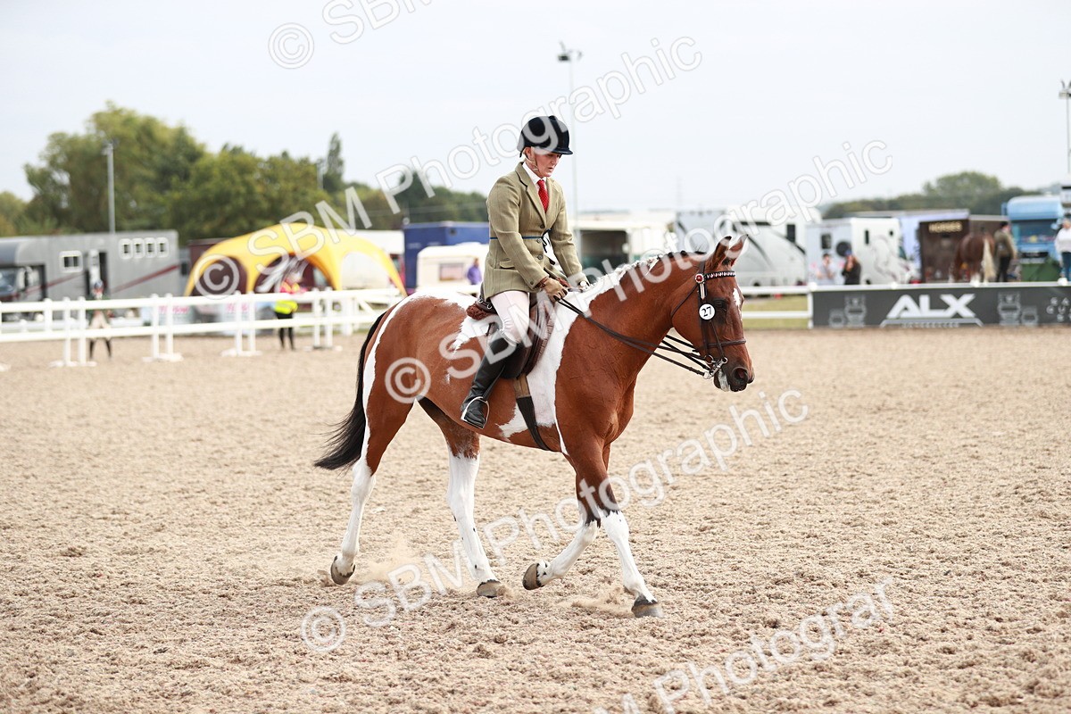 SBM_17569 - Class 215 Ridden Hack/ Riding Horse