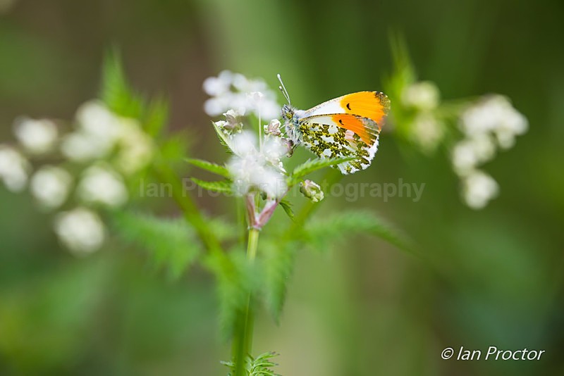 Orange-tip Butterfly (Anthocharis cardamines) - Nature