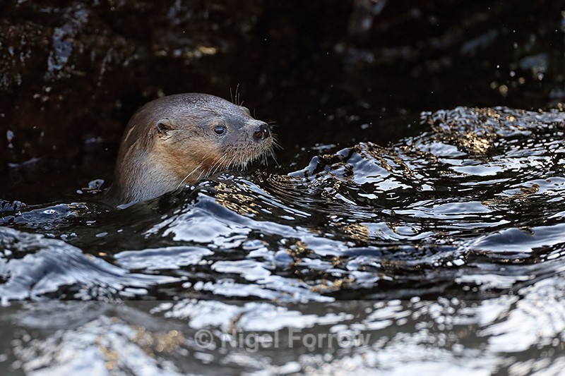 Marine Otter head above water, Chanaral Island, Chile - Otter