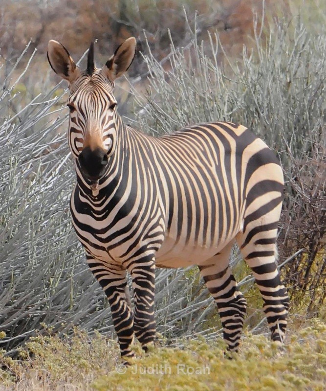 Mountain Zebra  - South Africa Birds and Mammals