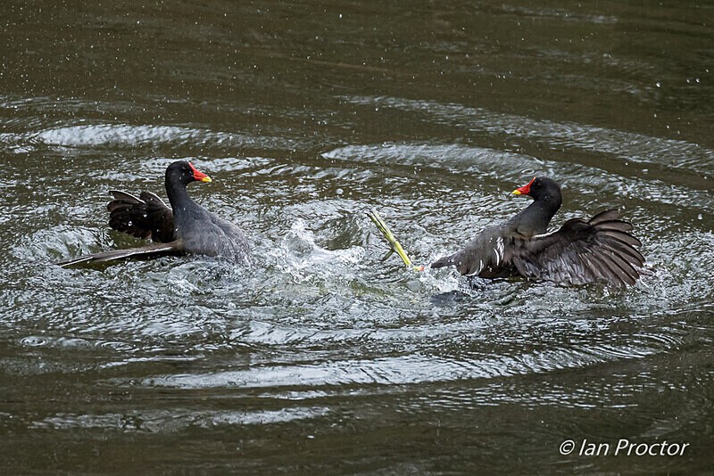 Sparring Moorhens! 6 of 6 - Nature