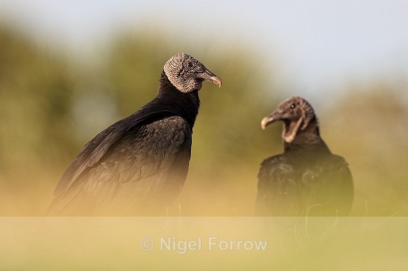 American Black Vultures, low angle - Viera Wetlands, Florida - American Black Vulture