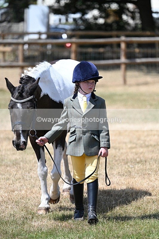 WJ7_2232 - Class 5 Most Handsome Gelding (up to 14.2hh) in hand