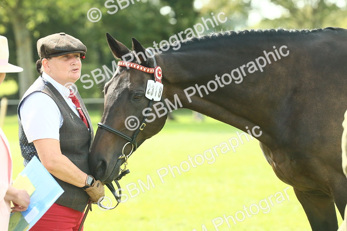 SBM_66561 - S34 - Rehabilitated Rescue Horse & Pony In Hand & Ridden