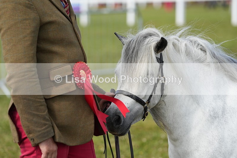 DSC05395 - Class 49: NPS Shetland 4 years and over