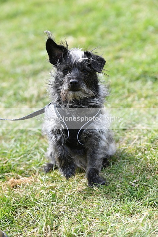 WJ5_0804 - Best in Show Championship