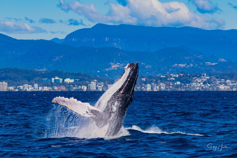 Humpback Breach into the wind 8. 0A3A2978 - 2025 Whales