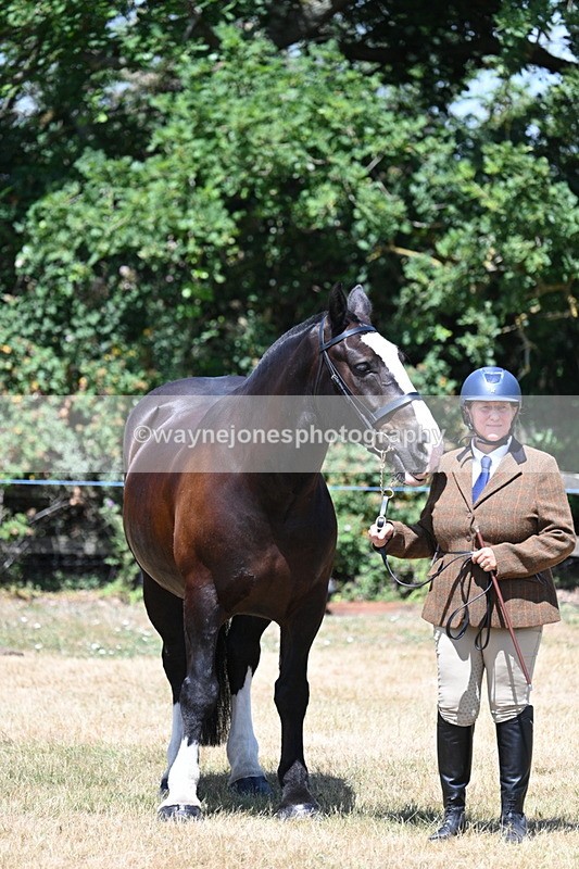 WJ7_2415 - Class 5a Most Handsome Gelding in hand (above 14.2hh)
