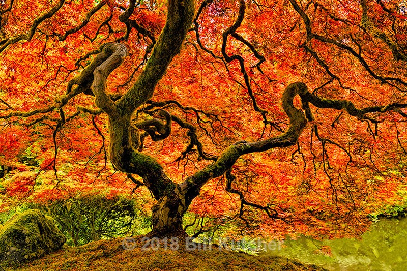 Portland Japanese Maple - Current Show