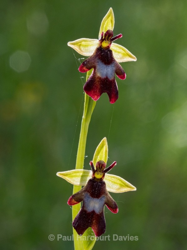 Fly Orchid (Ophrys insectifera) - Wild Orchids - 1