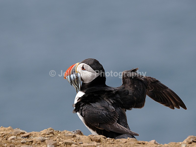  - Wildlife and Nature