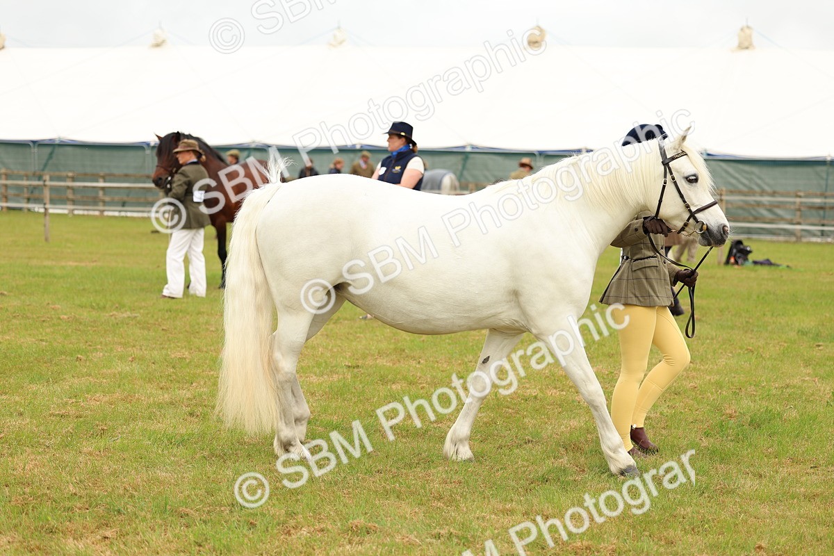SBM_04211 - Class 64-67 - Shetland Pony In Hand