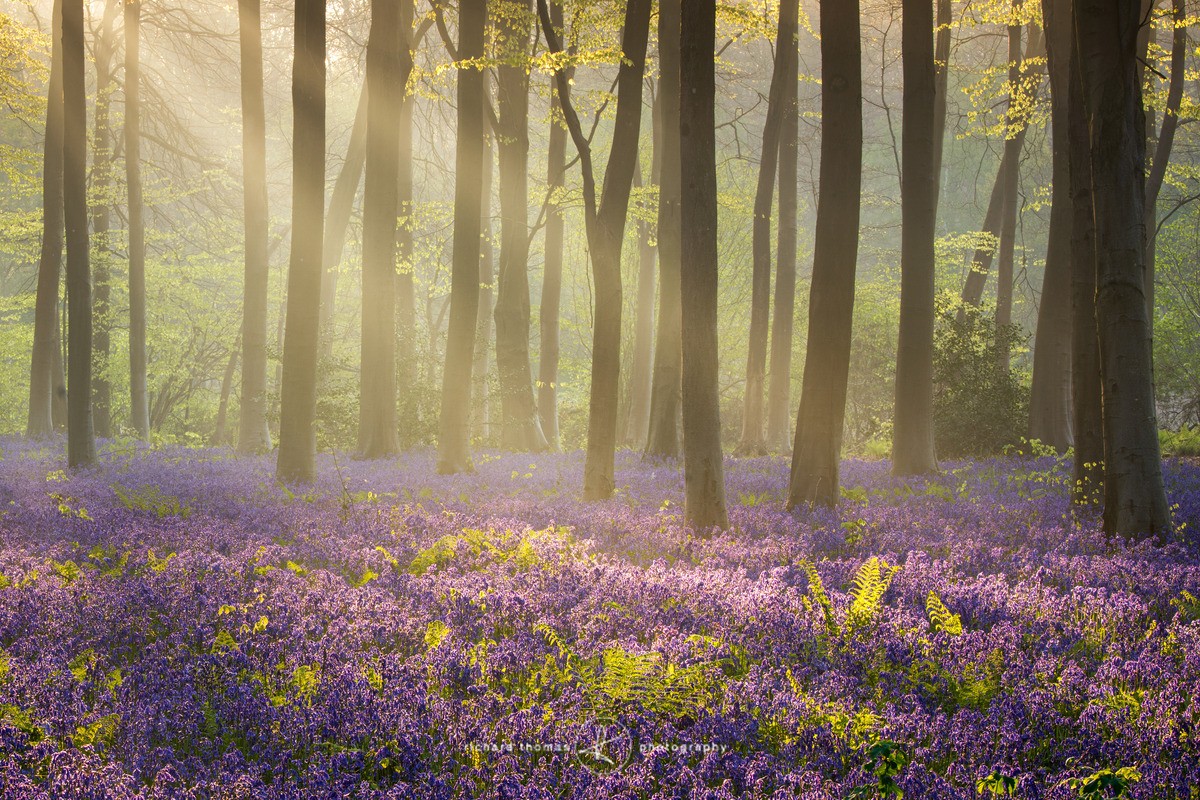 Blue sunbeams - BlueWood