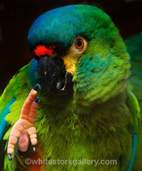 Military Macaw - Wildlife and Animals
