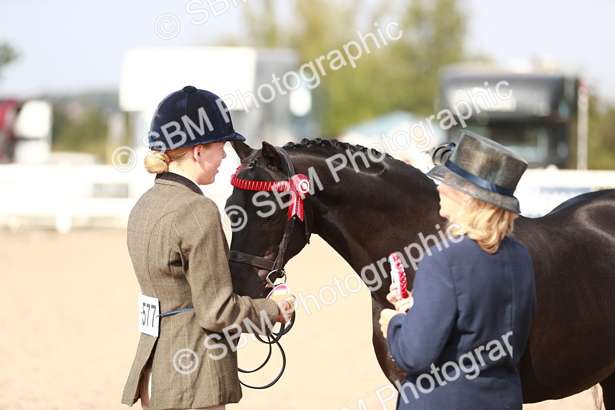 SBM_11120 - Class 205 IH Show Pony/ Show Hunter Pony