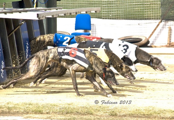Greyhound 2 - General Photography