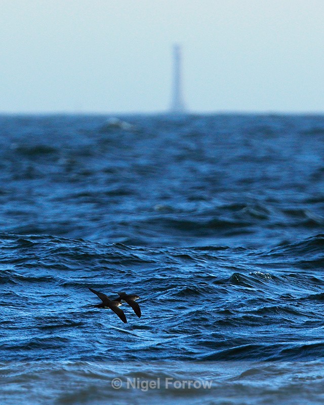 Manx Shearwaters in flight near the Bishop Rock Lighthouse - Manx Shearwater