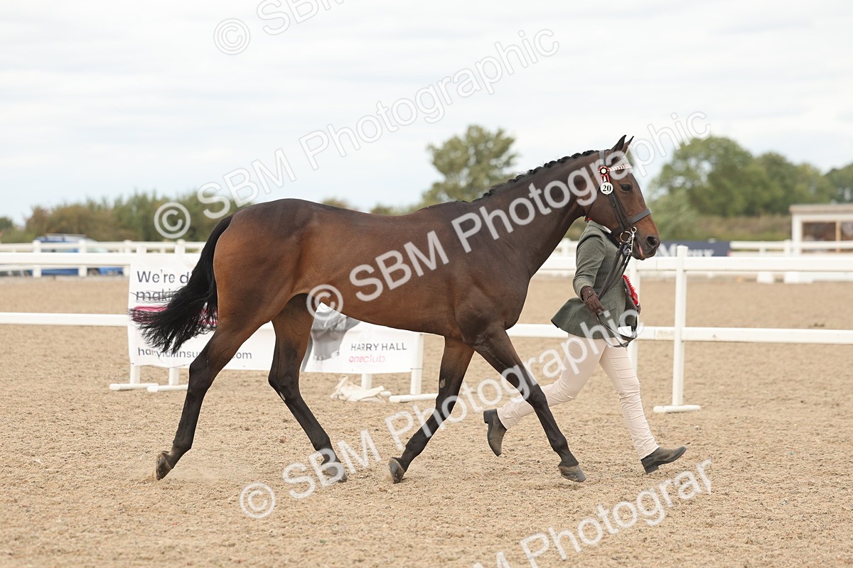 SBM_17167 - Class 313 - IH Retired Racehorse