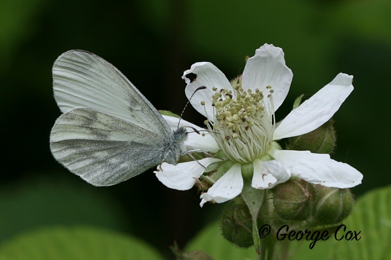 Wood White - British Butterflies