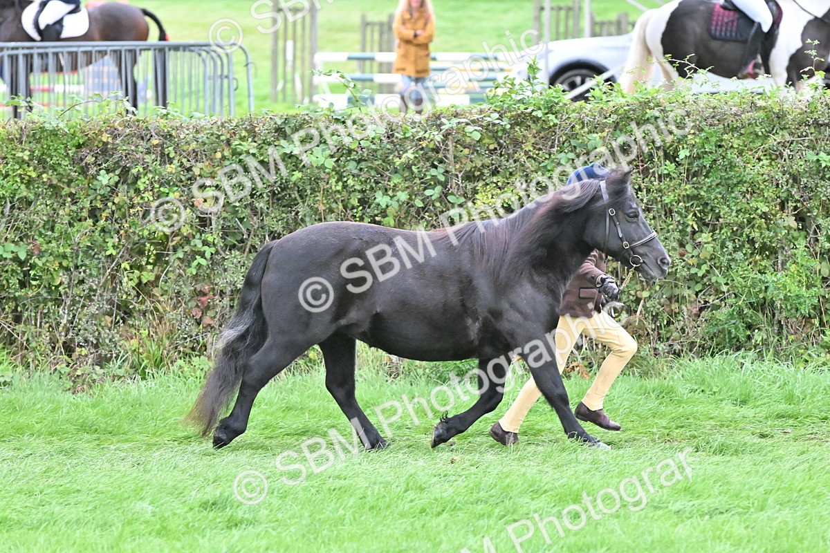 SBM_60941 - S48 - Mountain & Moorland In Hand Small Breeds