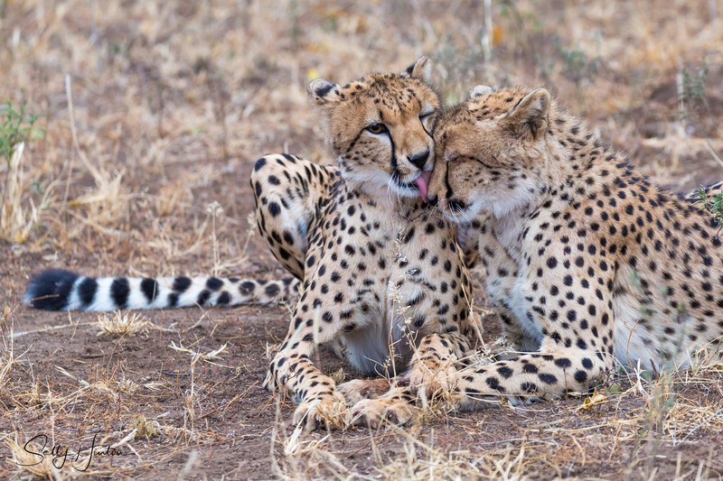 Cheetah Clean 5