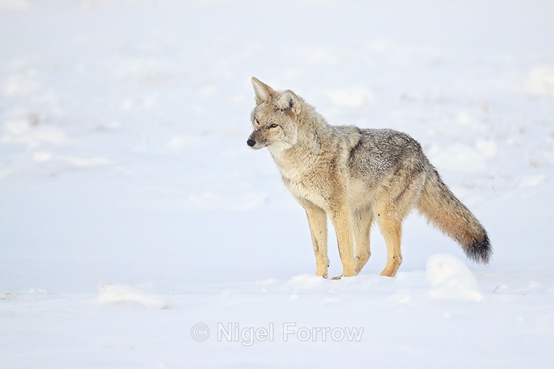 Coyote detects prey in snow, Yellowstone National Park - Coyote