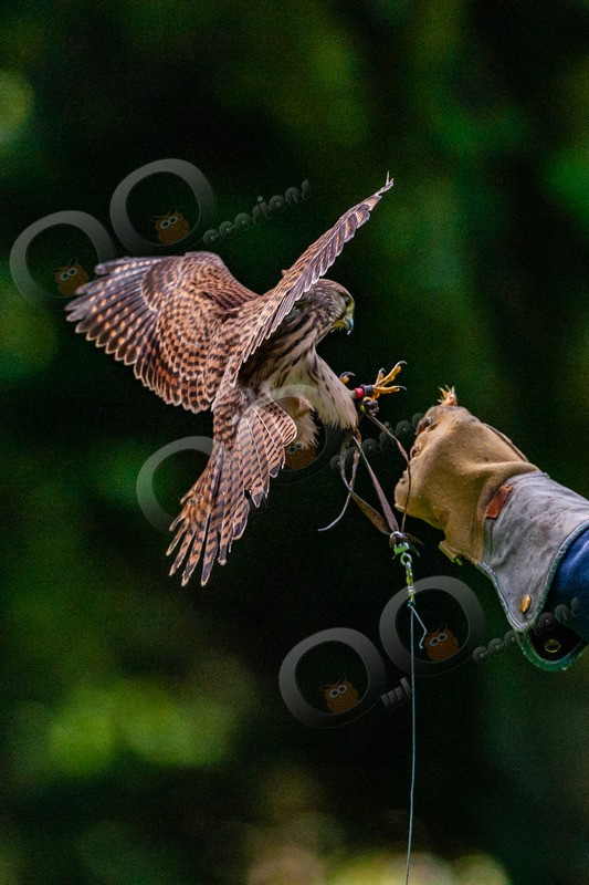 kestrel Falco tinunculu-9779 - BoP from around the world