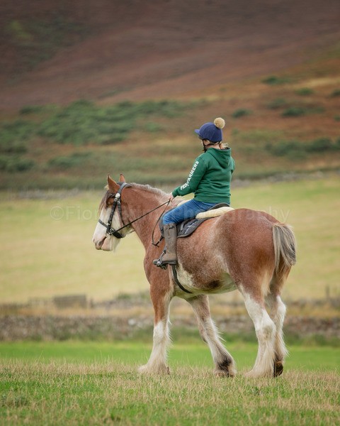 Dionne-14 - DGClydesdales